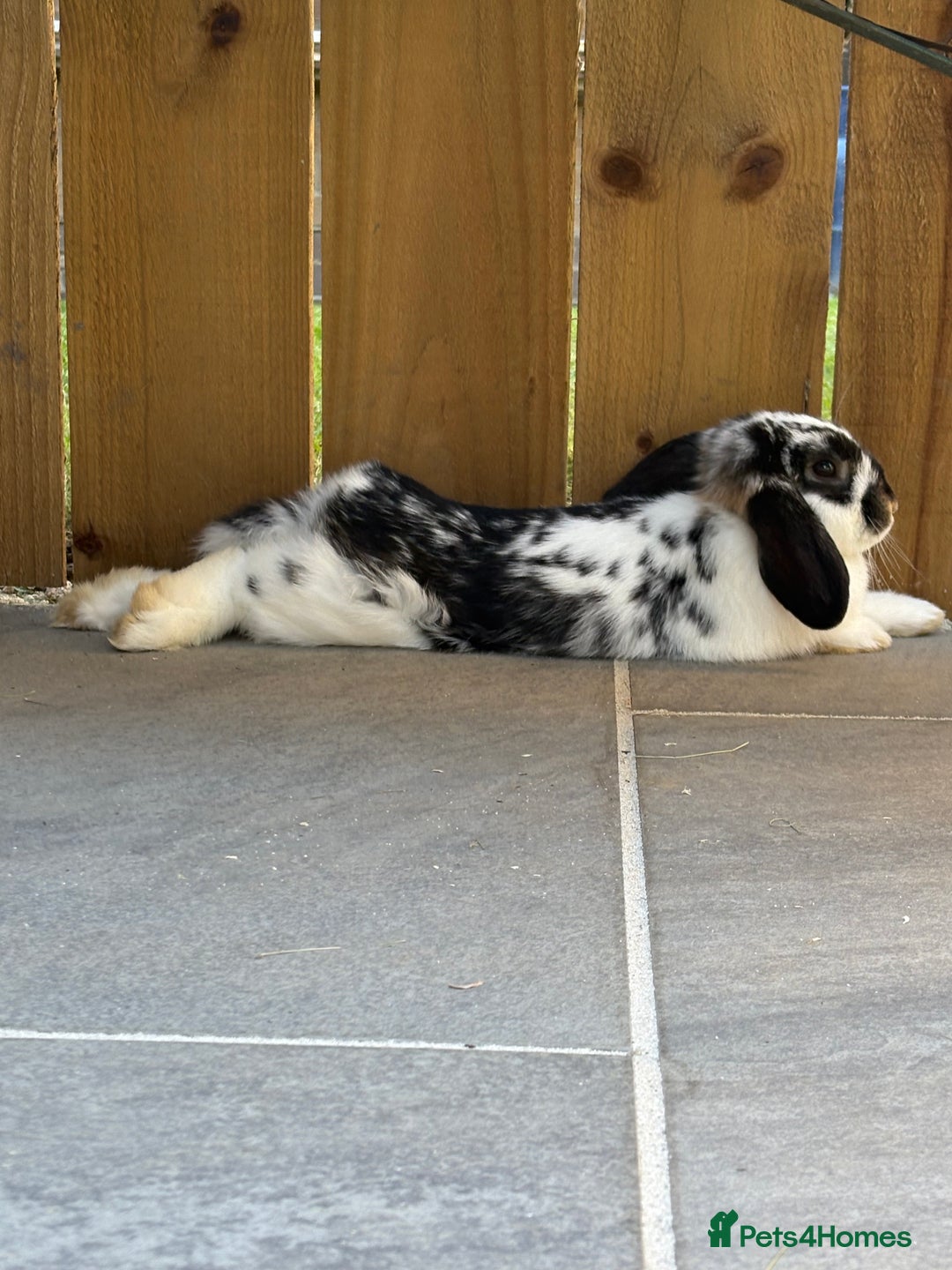 Mini Lop rabbits for sale: Mini lop looking to be rehomed  - Image 2