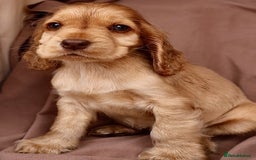 Cocker Spaniel dogs for sale: Stunning SHOW cockers READY TO LEAVE  - Image 15