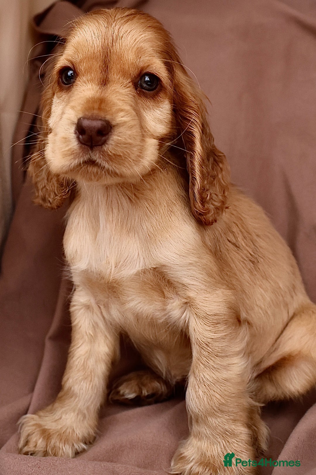Cocker Spaniel dogs for sale: Stunning SHOW cockers READY TO LEAVE  - Image 15