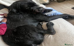 Mixed Breed dogs for sale: Cane corso cross giant schnauzer  - Image 2