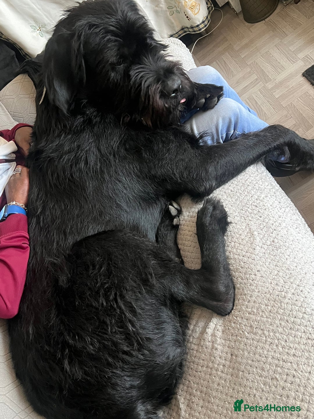 Mixed Breed dogs for sale: Cane corso cross giant schnauzer  - Image 2