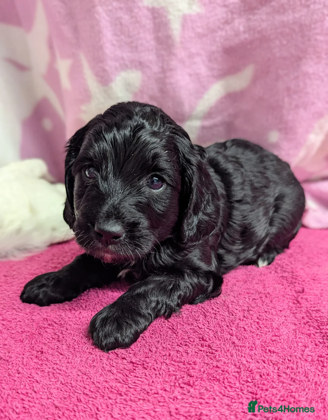 Cockapoo dogs for sale: Merle and Parti fully DNA health tested cockapoos  - Advert 7