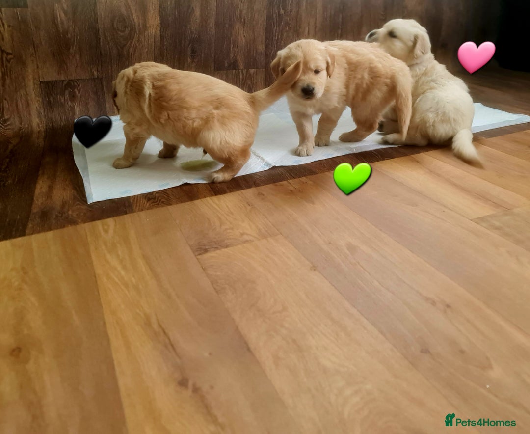 Golden Retriever dogs for sale: 💫💫💫 All puppies are reserved 💫💫💫 in Saint Helens - Image 18