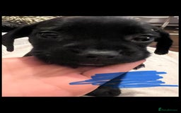 Mixed Breed dogs for sale:  Mum and dad pets 4black and two black and white  - Image 2