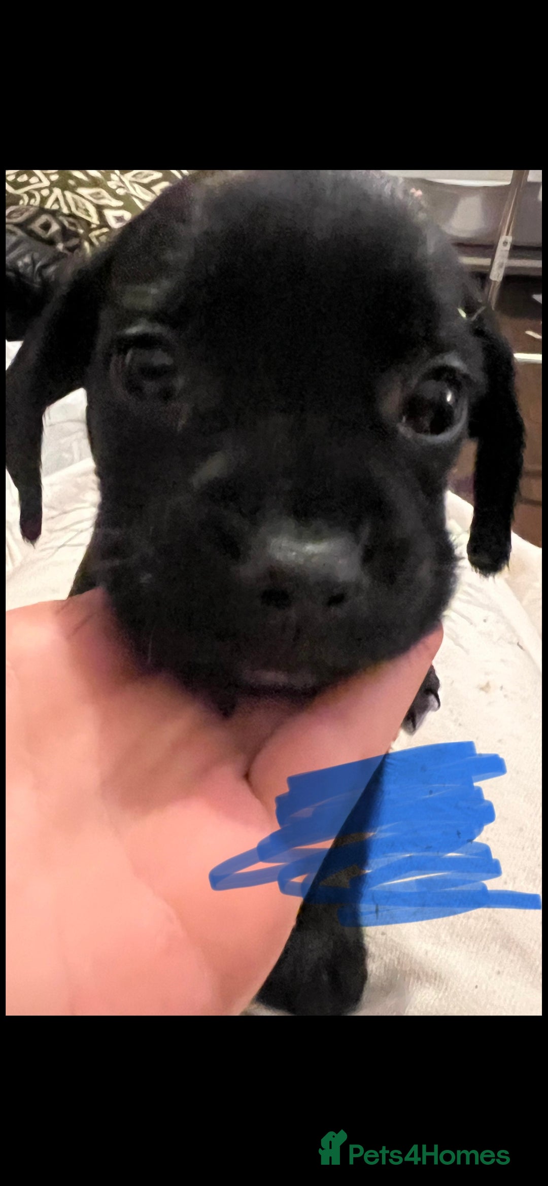 Mixed Breed dogs for sale:  Mum and dad pets 4black and two black and white  - Image 2