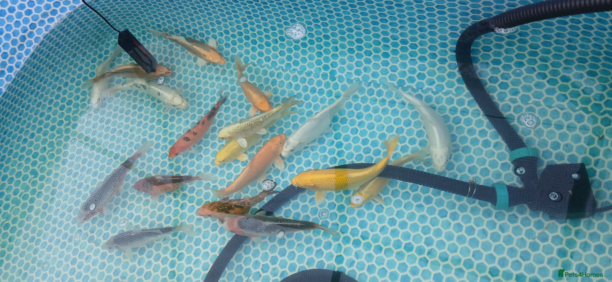 Koi Carp fish Large Quantity of Koi Carp for sale - Advert 8