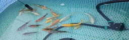 Koi Carp fish for sale: Large Quantity of Koi Carp for sale - Advert 1