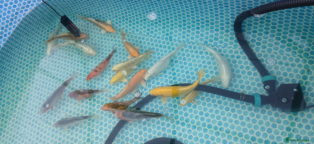Koi Carp fish for sale: Large Quantity of Koi Carp for sale - Advert 1