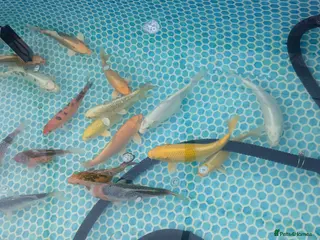 Koi Carp fish Large Quantity of Koi Carp for sale - Advert 8