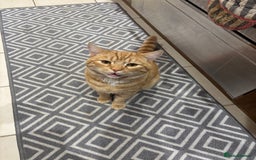 British Shorthair cats for sale: Beautiful ginger cat  - Image 4