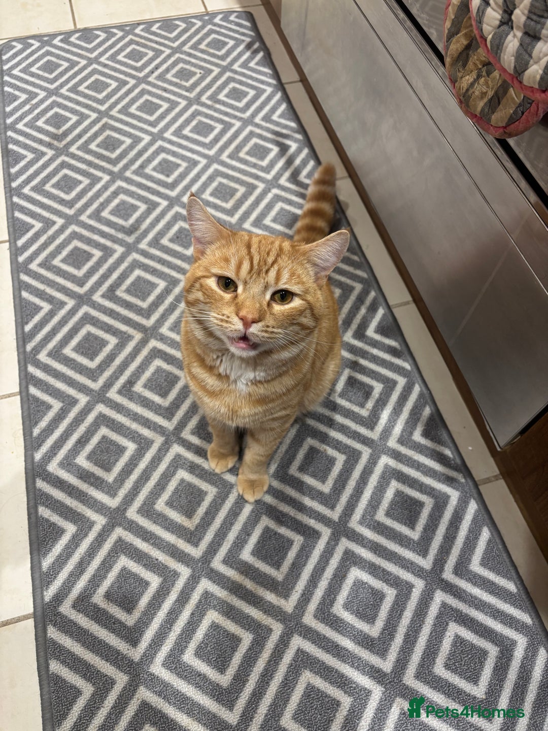 British Shorthair cats for sale: Beautiful ginger cat  - Image 4