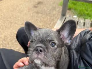 French Bulldog dogs LAST ONE - Top Quality Fluffy Coat French Bulldogs - Advert 2