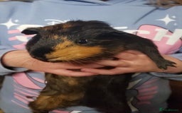 Guinea Pig rodents for sale: 3 male guinea pigs - Image 2