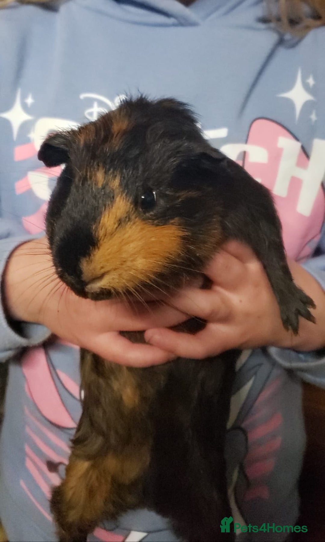 Guinea Pig rodents for sale: 3 male guinea pigs - Image 2