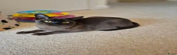 Burmese cats for sale: Stunning Pedigree Brown Male Burmese - Advert 7