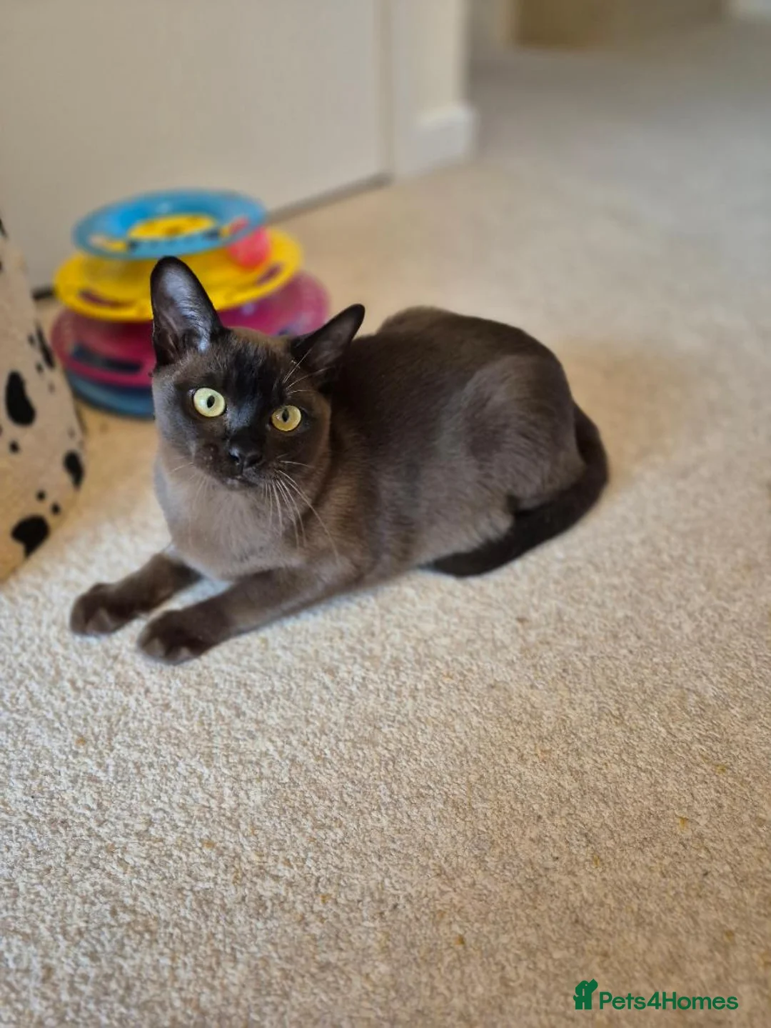Burmese cats for sale: Stunning Pedigree Brown Male Burmese - Advert 7