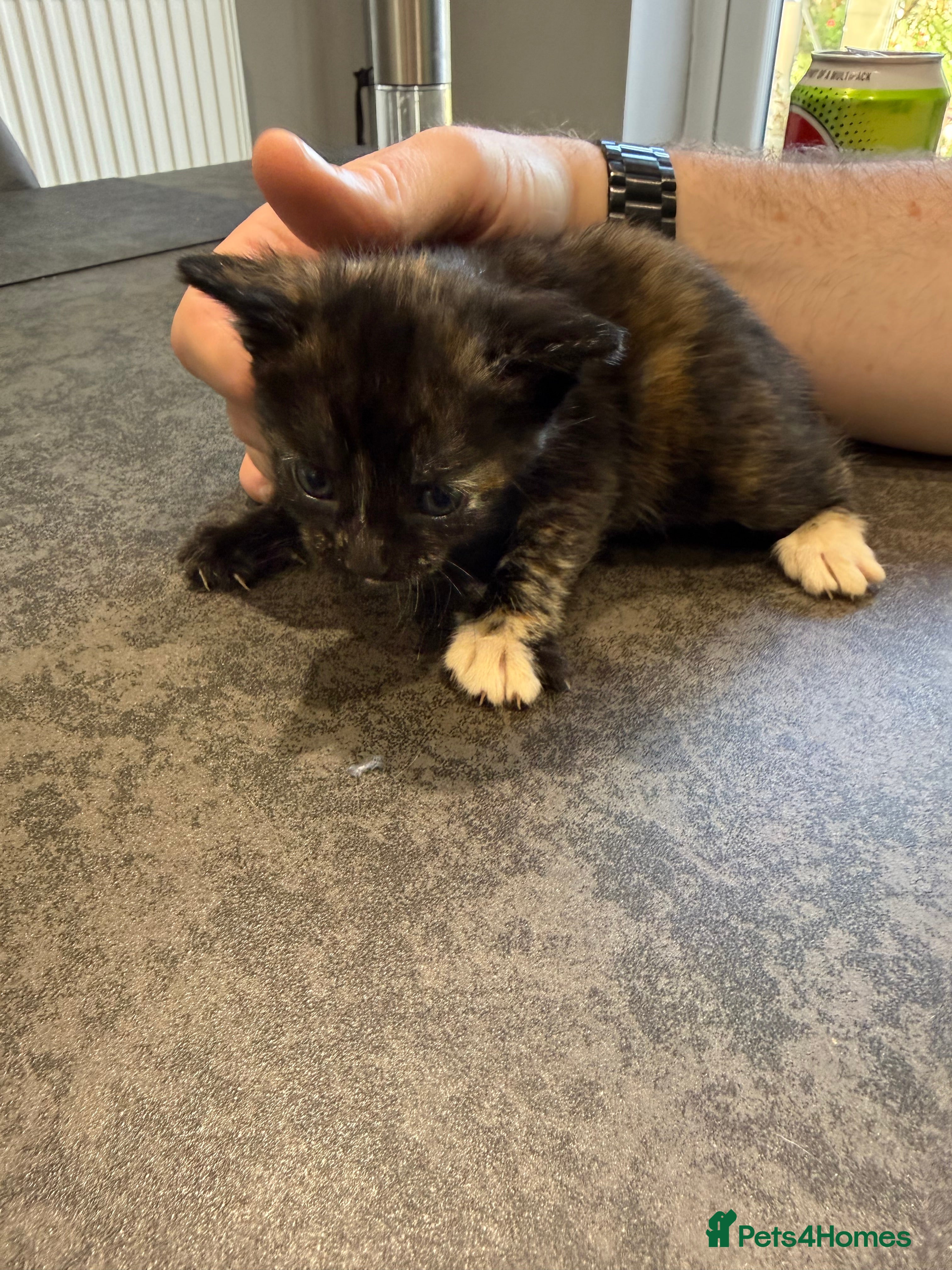 Mixed Breed cats Beautiful playful kittens for sale - Advert 2