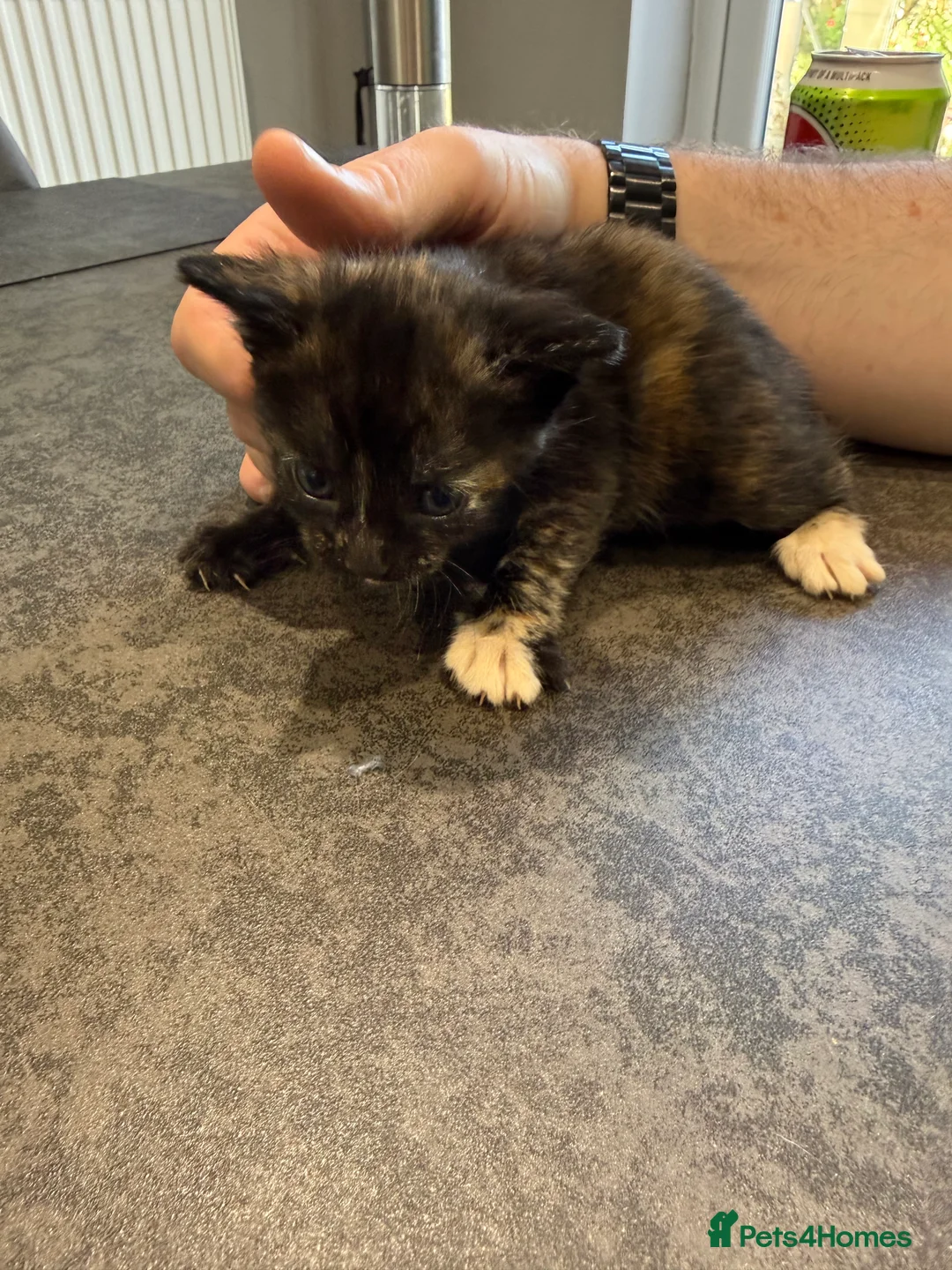 Mixed Breed cats for sale: Beautiful playful kittens for sale - Advert 2