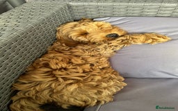 Cockapoo dogs for sale: Cockapoo  - Image 4