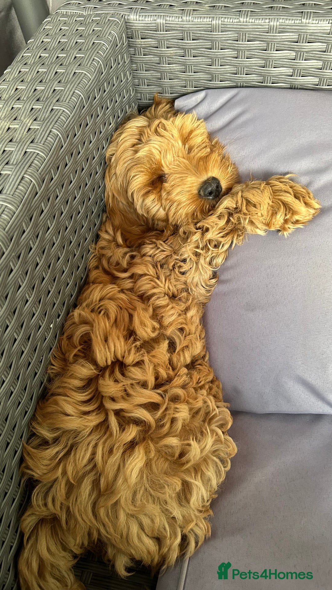 Cockapoo dogs for sale: Cockapoo  - Image 4