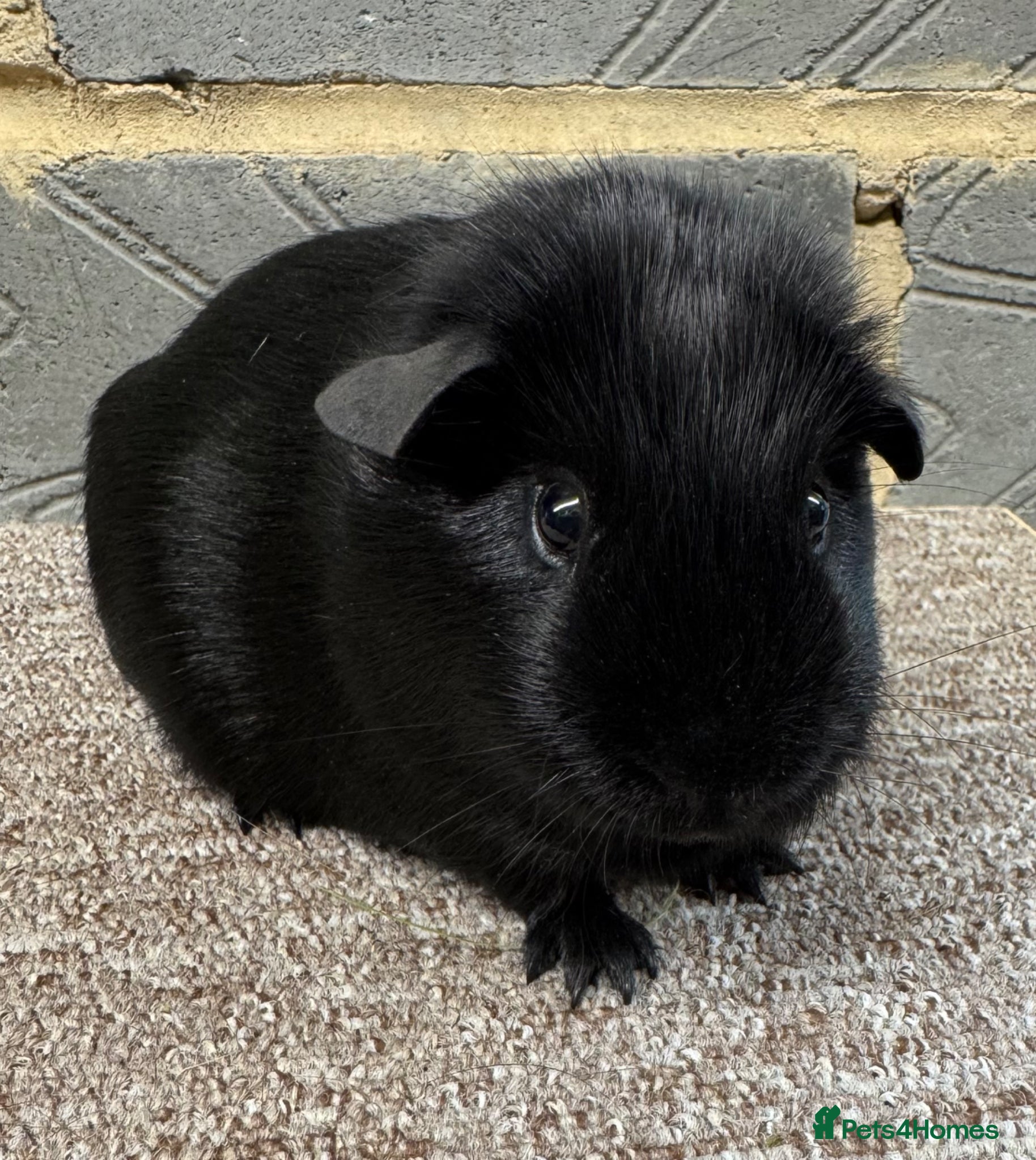 Guinea Pig rodents 4mth old male guinea pig for sale - Advert 1