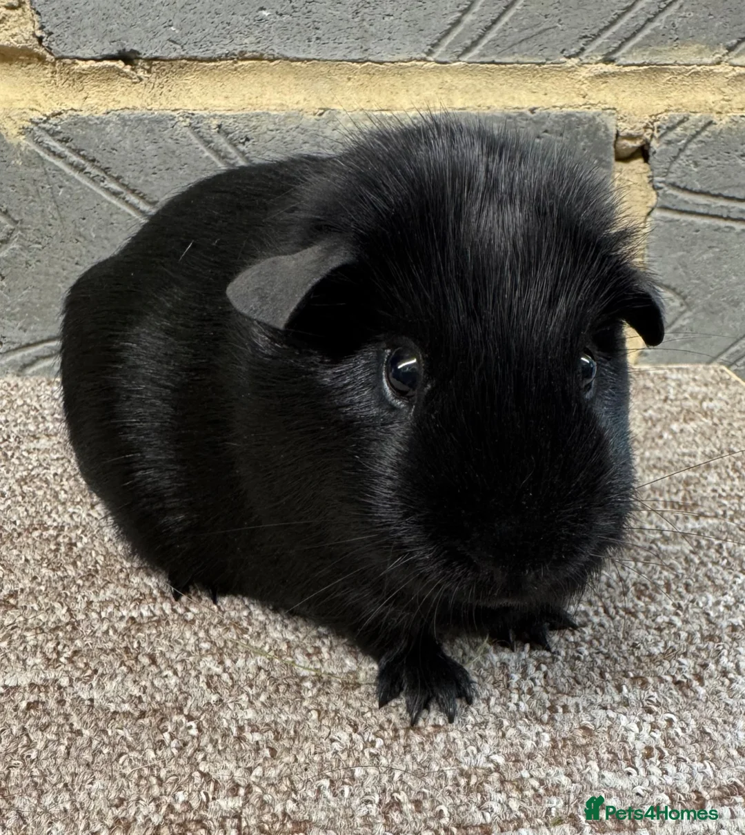 Guinea Pig rodents for sale: 4mth old male guinea pig for sale - Advert 1