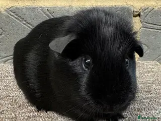 Guinea Pig rodents 4mth old male guinea pig for sale - Advert 10