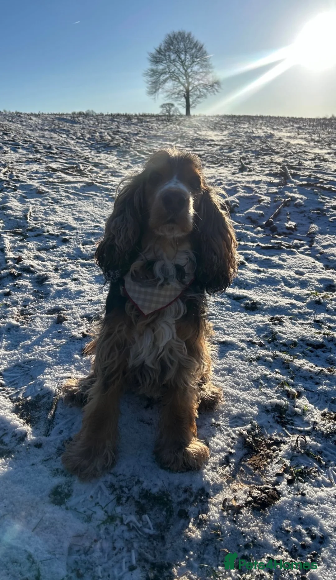 Cocker Spaniel dogs for stud: Show cocker spaniel stud in Mansfield - Advert 6