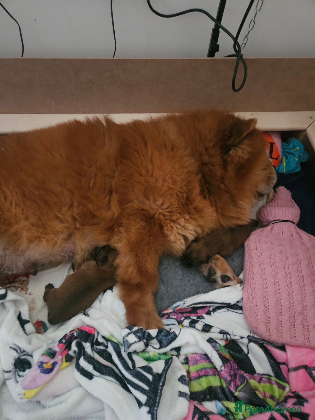 Chow Chow dogs for sale: KC REGISTERED CHOW CHOW GIRL - Advert 7