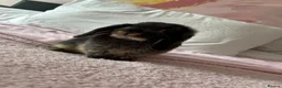 Mini Lop rabbits for sale: Female Mini Lop  - Advert 3