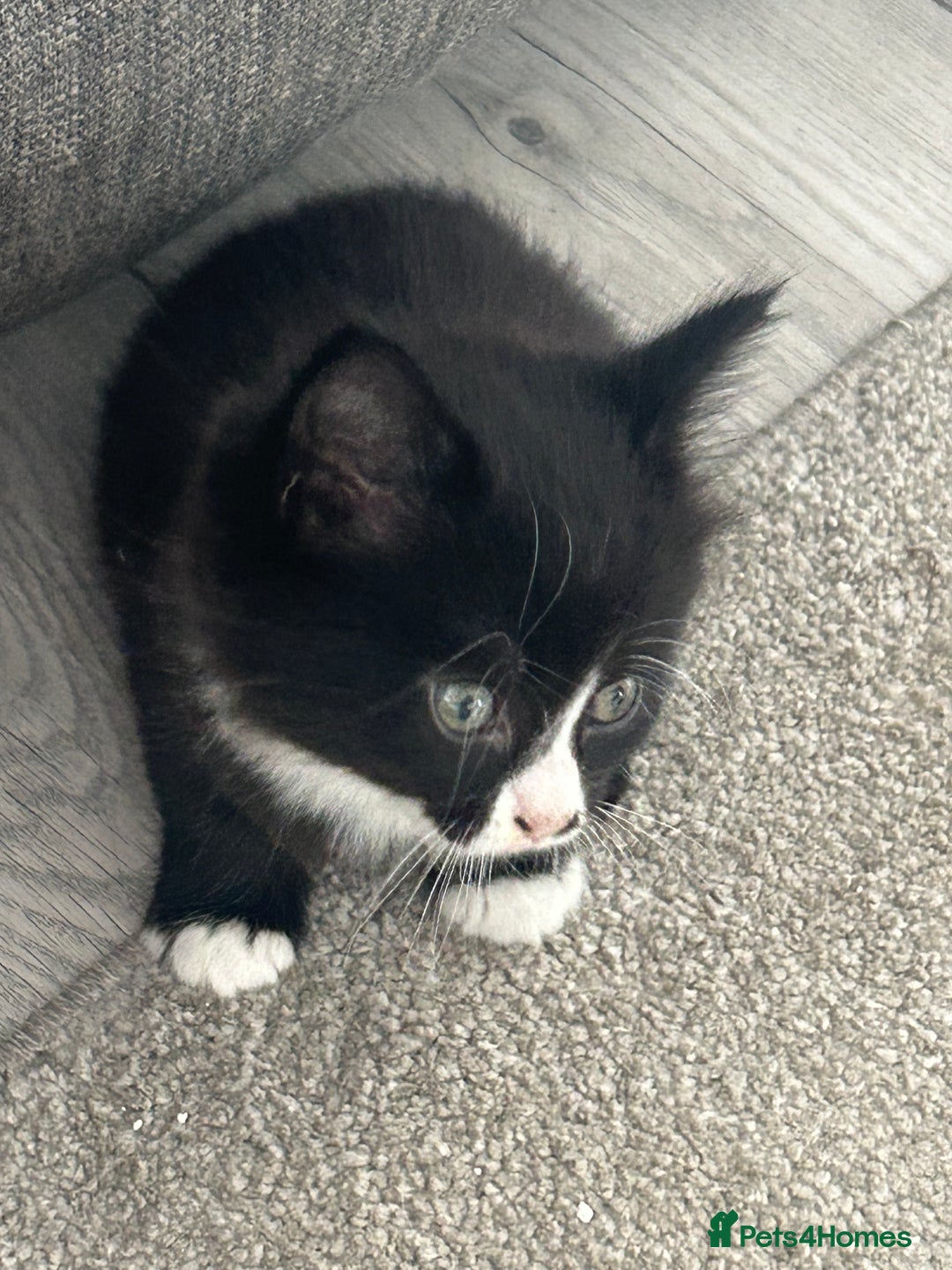 Mixed Breed cats for sale: Mixed breed kittens - Image 26