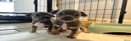 Chihuahua dogs for sale: Beautiful blue tri chihuahua puppies  in Brighton - Advert 6