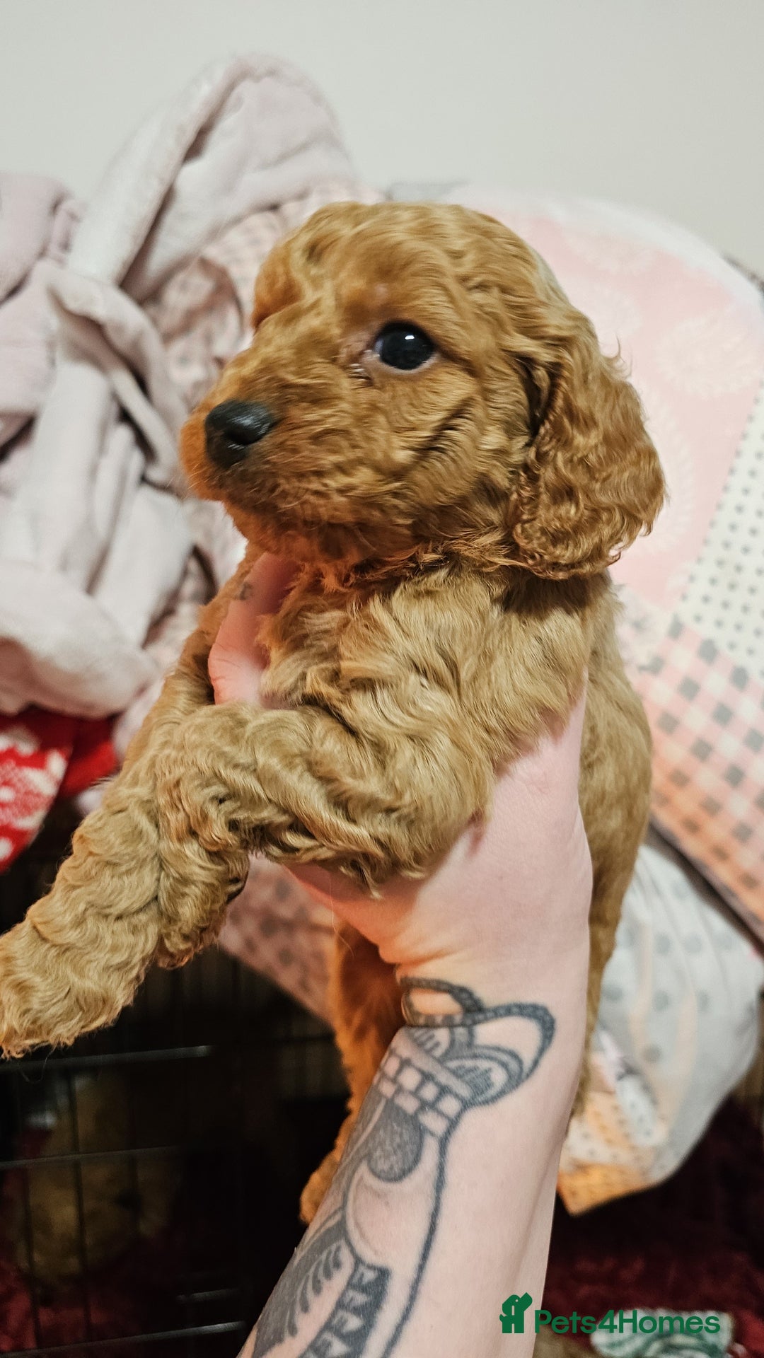 Cavapoo dogs for sale: Dashing Cavapoo Puppies  - Advert 16