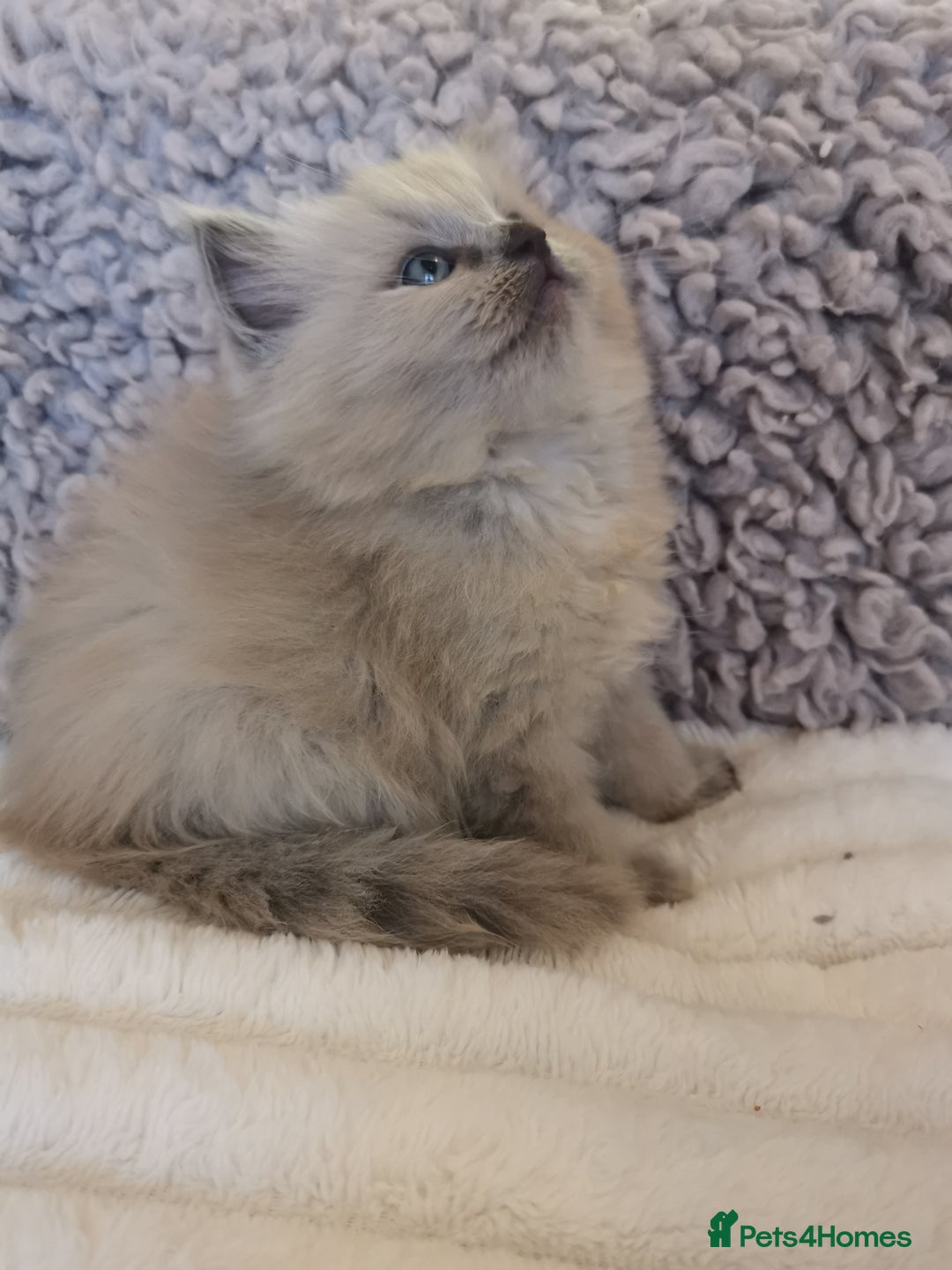 Ragdoll cats for sale: Stunning TICA Ragdoll Kittens - Mink, Sepia,  - Advert 9