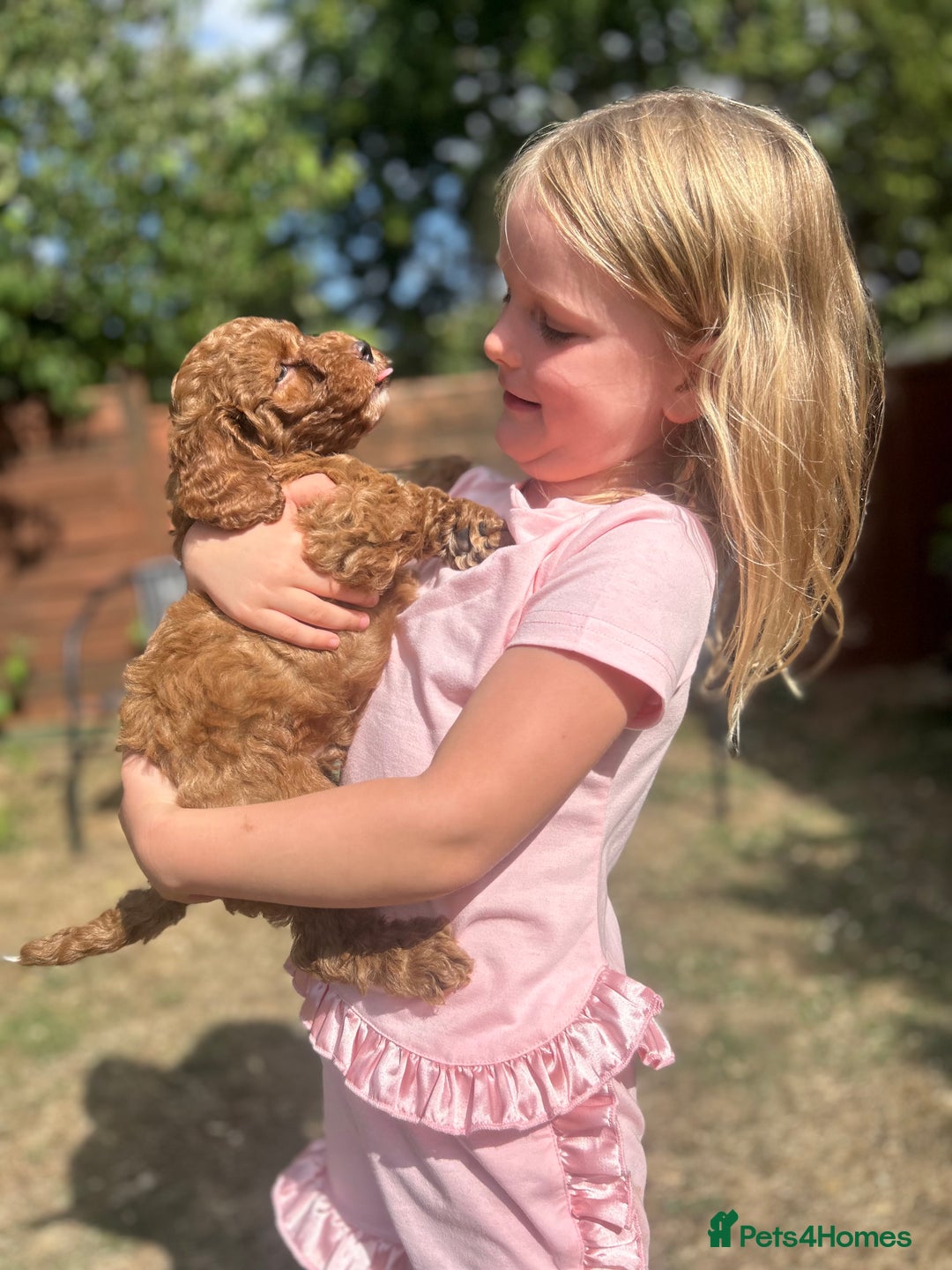Cockapoo dogs for sale: 1 BOY LEFT! cockapoo F1b, PRA tested - Image 6