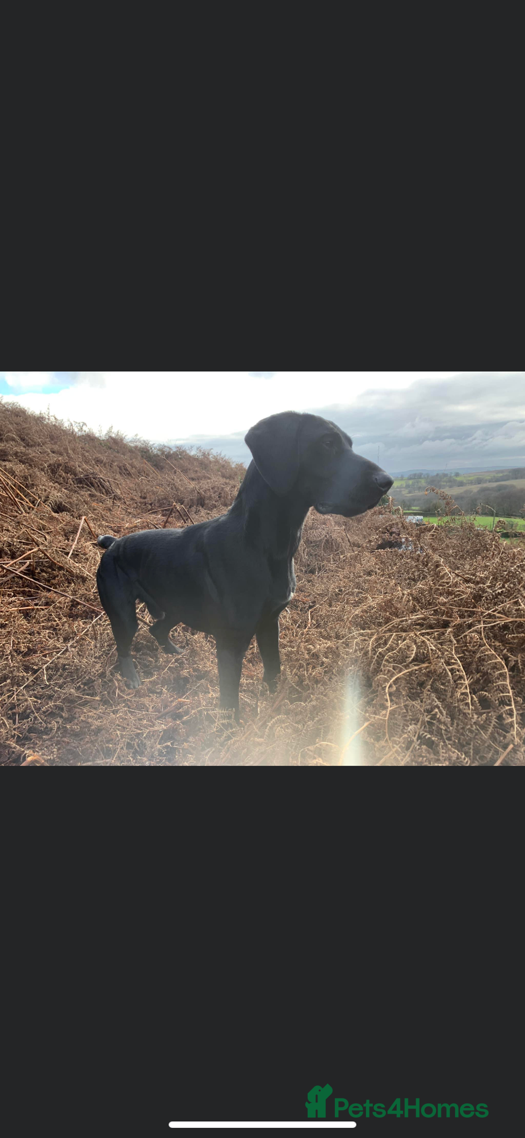 German Shorthaired Pointer dogs for sale: German Shorthaired Pointer Puppies - Image 12