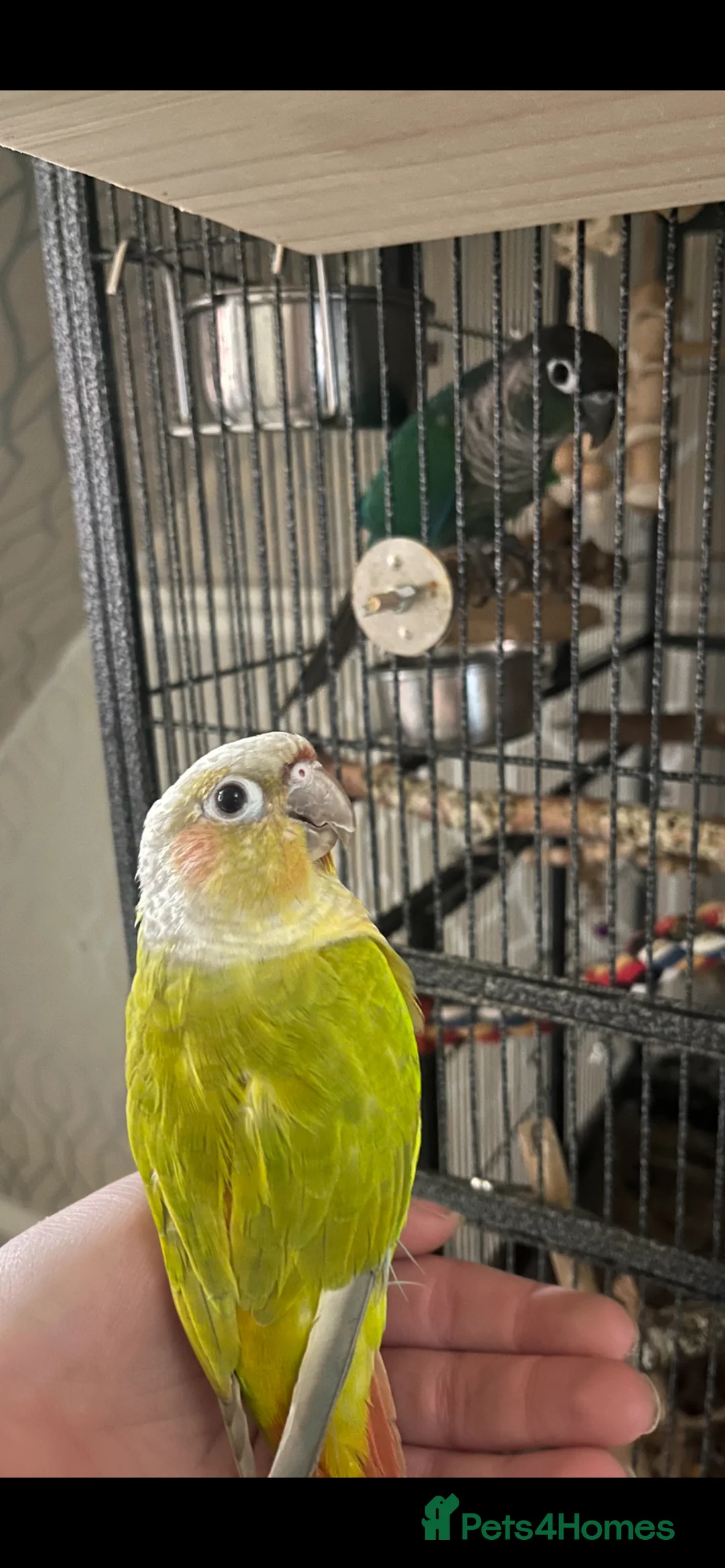 Conures birds for sale: breeding pair of green cheek conures with set up - Advert 2