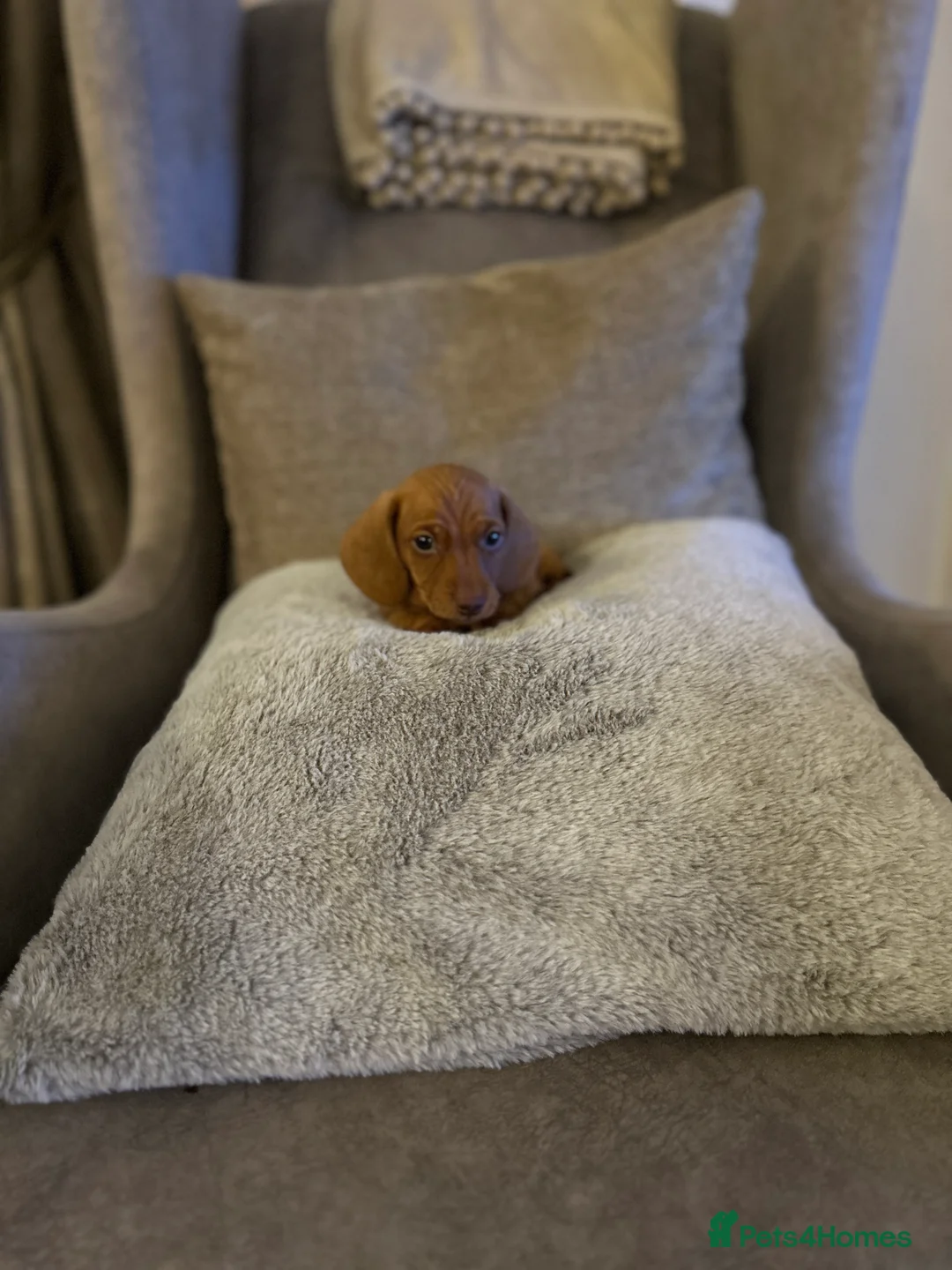 Miniature Dachshund dogs for sale: KC PRA clear miniature Dachshunds - Advert 5