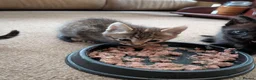 Mixed Breed cats for sale: Gorgeous Bengal X girls in Ellesmere - Advert 15