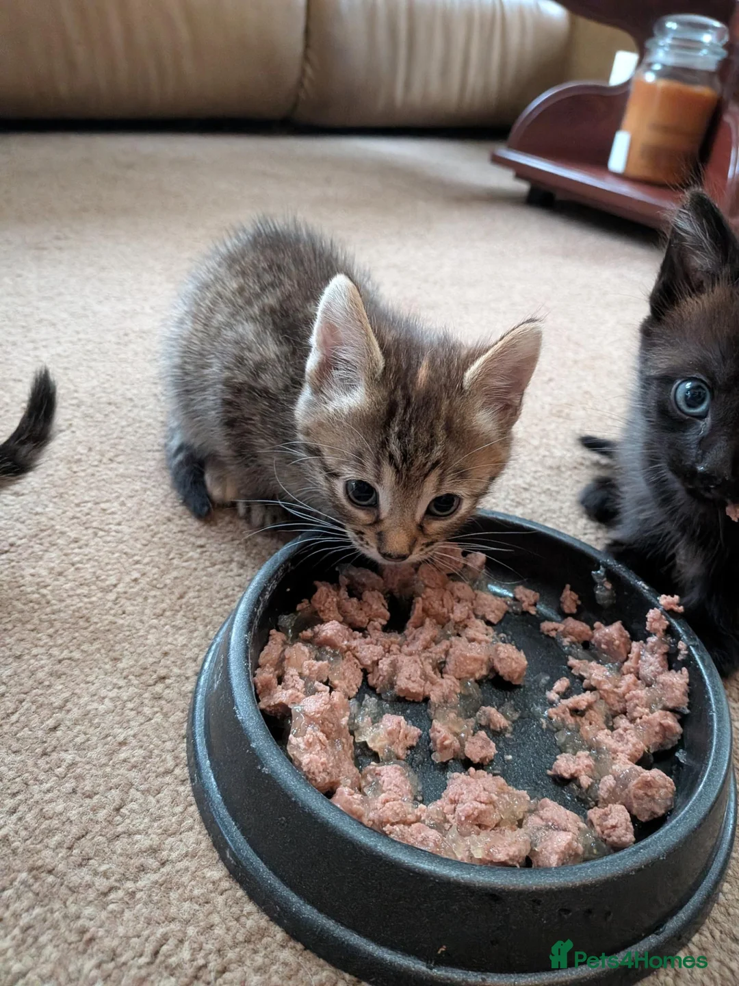 Mixed Breed cats for sale: Gorgeous Bengal X girls in Ellesmere - Advert 15