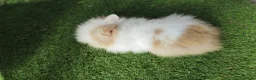 Lionhead rabbits for sale: Lionhead bunnies for sale in Birkenhead - Advert 5
