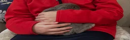 Mini Lop rabbits for sale: Pair of Gorgeous Bonded Pure Bred Mini Lop Bunnies in London - Advert 3