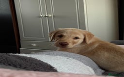 Goldador dogs for sale: Goldador 12 week old  - Image 3