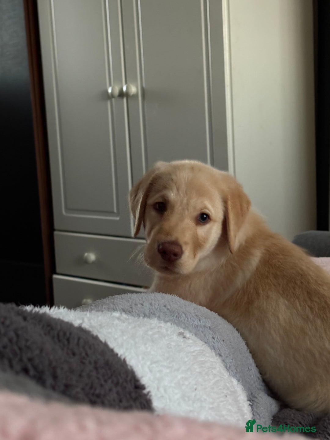 Goldador dogs for sale: Goldador 12 week old  - Image 3