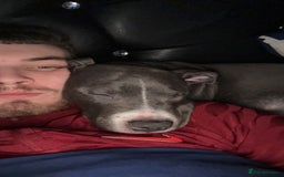 Staffordshire Bull Terrier dogs for sale: Blue  - Image 12