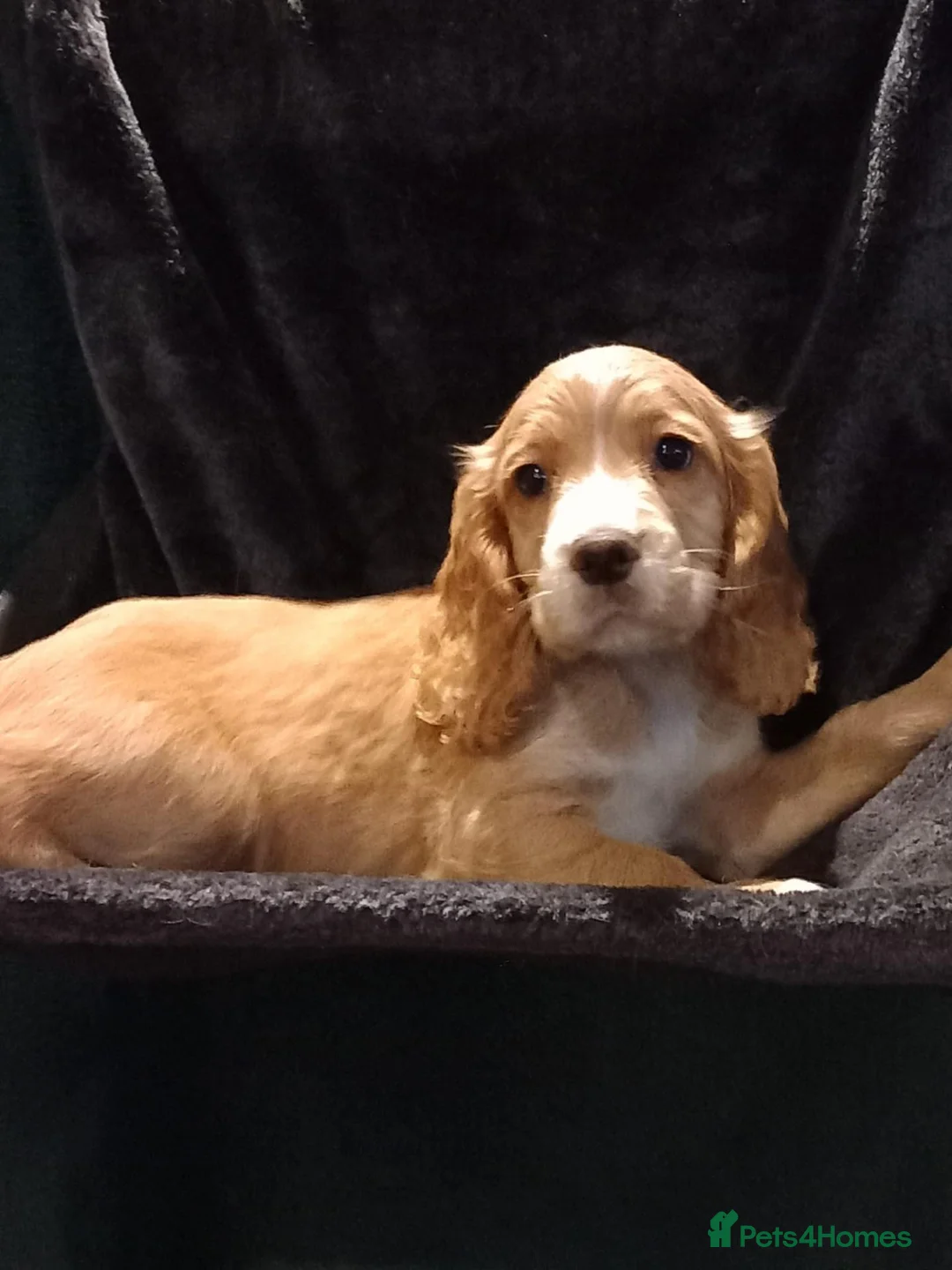 Cocker Spaniel dogs for sale: Working Cocker Spaniel puppies for sale - Advert 1