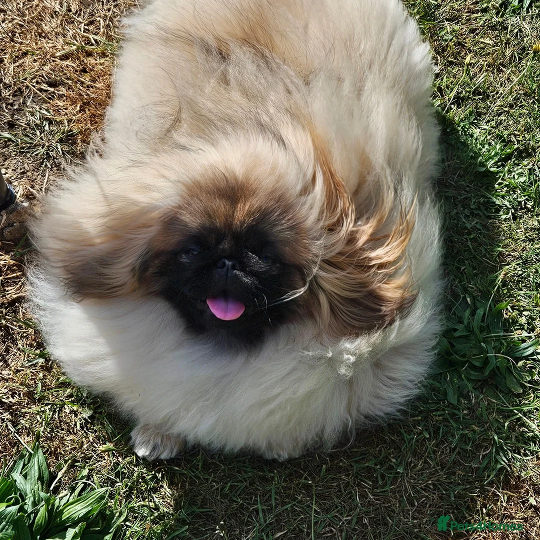 Pekingese dogs for sale: Beautiful girl pekingese. - Image 4