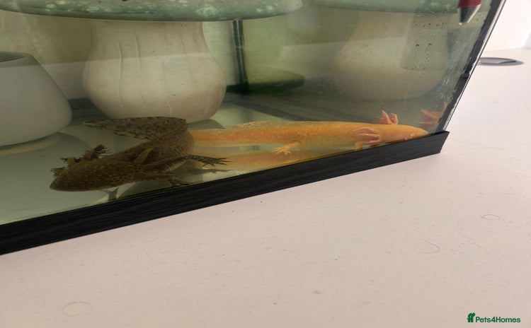 Axolotl reptiles - Advert 3