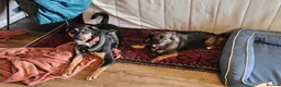 Mixed Breed dogs for adoption: ❤️🐶 PENNY – FRIEND TO EVERYONE - Advert 9