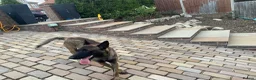 Belgian Shepherd Dog dogs for stud: The one and only Rex in London - Advert 9